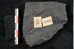 Foto (Detailansicht) von Callipteris sp.  (NHMW-GEO-2024-0188-10925)